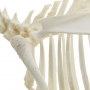 /modeles-de-squelettes-veterinaires-/squelette-de-chevre-naturel-anatomie-realiste-socle-bois-educatif-p-4001581.1-600x600.jpg
