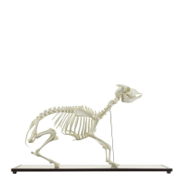 Squelette de Chèvre Naturel – Anatomie Réaliste – Socle Bois – Éducatif