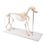 Squelette de chien - Grande taille