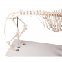 /modeles-de-squelettes-veterinaires-/squelette-de-chien-grande-taille-p-4002897.1-600x600.jpg