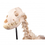 /modeles-de-squelettes-veterinaires-/squelette-de-chien-grande-taille-p-4002897.2-600x600.jpg