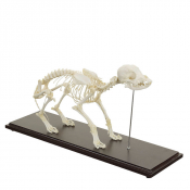Squelette de Chien Naturel – Anatomie Réaliste – Socle Bois – Éducatif