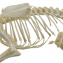 /modeles-de-squelettes-veterinaires-/squelette-de-chien-naturel-anatomie-realiste-socle-bois-educatif-p-4001574.1-600x600.jpg