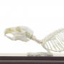 /modeles-de-squelettes-veterinaires-/squelette-de-cobaye-naturel-anatomie-realiste-modele-educatif-p-4001579.1-600x600.jpg