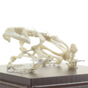 Squelette de Grenouille Naturel – Anatomie Réaliste – Modèle Éducatif