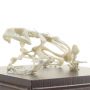Squelette de Grenouille Naturel – Anatomie Réaliste – Modèle Éducatif