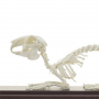 /modeles-de-squelettes-veterinaires-/squelette-de-lapin-naturel-anatomie-realiste-modele-educatif-p-4001580.1-600x600.jpg