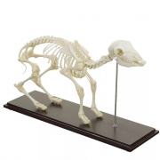 Squelette de Mouton HeineScientific – Anatomie Réaliste – Socle Bois