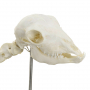 /modeles-de-squelettes-veterinaires-/squelette-de-mouton-heinescientific-anatomie-realiste-socle-bois-p-4003836.1-600x600.jpg