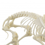 /modeles-de-squelettes-veterinaires-/squelette-de-mouton-heinescientific-anatomie-realiste-socle-bois-p-4003836.2-600x600.jpg