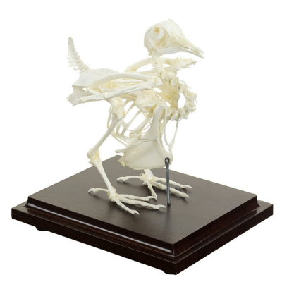 Squelette de Pigeon Naturel – Anatomie Réaliste – Modèle Éducatif