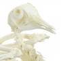 /modeles-de-squelettes-veterinaires-/squelette-de-pigeon-naturel-anatomie-realiste-modele-educatif-p-4003835.1-600x600.jpg