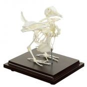 Squelette de pigeon