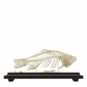 Squelette de poisson