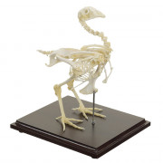 Squelette de Poulet Domestique – Anatomie Réaliste – Modèle Éducatif