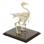 Squelette de Poulet Domestique – Anatomie Réaliste – Modèle Éducatif