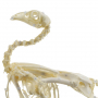 /modeles-de-squelettes-veterinaires-/squelette-de-poulet-domestique-anatomie-realiste-modele-educatif-p-4001576.1-600x600.jpg