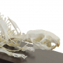 /modeles-de-squelettes-veterinaires-/squelette-de-rat-domestique-anatomie-realiste-modele-educatif-p-4001578.1-600x600.jpg