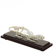 Squelette de rat
