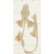 Squelette de Requin Véritable – Anatomie Réaliste – Modèle Marin Éducatif