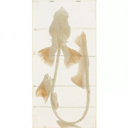 Squelette de Requin Véritable – Anatomie Réaliste – Modèle Marin Éducatif