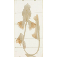 Squelette de Requin Véritable – Anatomie Réaliste – Modèle Marin Éducatif