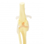 /modeles-de-squelettes-veterinaires-/squelette-du-genou-de-chien-modele-anatomique-realiste-etude-veterinaire-p-4001593.1-600x600.jpg