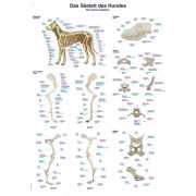 Tableau anatomique de haute qualité représentant le squelette canin