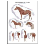 Tableau anatomique de la musculature équine 