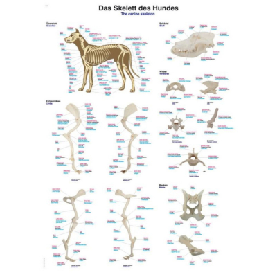 Tableau du squelette du chien