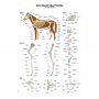 Tableau du squelette du cheval