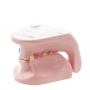 /modeles-dentaires-veterinaires/modele-anatomique-machoire-de-chat-dentisterie-veterinaire-etude-et-formation-p-4001606.1-600x600.jpg