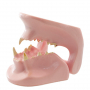 /modeles-dentaires-veterinaires/modele-anatomique-machoire-de-chat-dentisterie-veterinaire-etude-et-formation-p-4001606.2-600x600.jpg