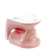 Modèle Anatomique Mâchoire de Chat – Dentisterie Vétérinaire – Étude et Formation Modèle Anatomique Mâchoire de Chat – Dentisterie Vétérinaire – Étude et Formation