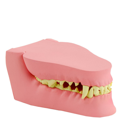 Modèle Anatomique Mâchoire de Chien – Dents Saines et Pathologiques – Formation Dentaire Vétérinaire