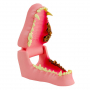 /modeles-dentaires-veterinaires/modele-anatomique-machoire-de-chien-dents-saines-et-pathologiques-formation-dentaire-veterinaire-p-4001607.2-600x600.jpg