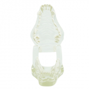 Modèle de mâchoire de chien transparente