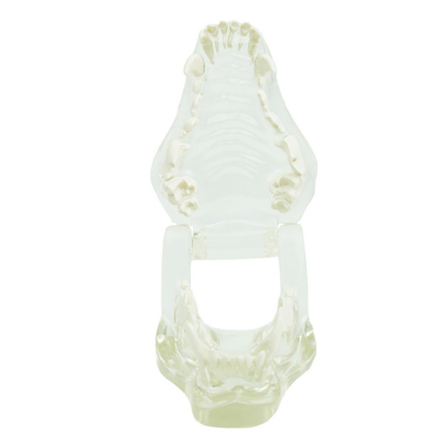 Modèle de mâchoire de chien transparente