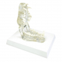 /modeles-dentaires-veterinaires/modele-de-machoire-de-chien-transparente-p-4001609.2-600x600.jpg