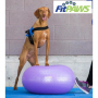 /obstacles-agility/donut-gonflable-fitpaws-trax-pour-chiens-entrainement-physique-proprioception-et-equilibre-p-4002634.2-600x600.jpg