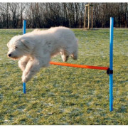 Haie d’agility non homologuée pour chien