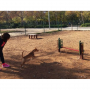 /obstacles-agility/saut-en-hauteur-agility-p-4002874.1-600x600.jpg
