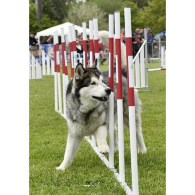 Slalom agility compétition pour chien – homologué FCI, démontable et stable