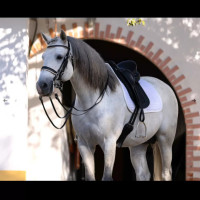 Selle anglaise mixte Selle anglaise mixte