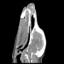 /simulateurs-de-soins-veterinaires/fantome-de-tete-de-chien-pour-radiographie-et-scanner-p-4003939.1-600x600.jpg