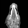 /simulateurs-de-soins-veterinaires/fantome-de-tete-de-chien-pour-radiographie-et-scanner-p-4003939.2-600x600.jpg