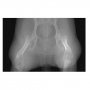 /simulateurs-de-soins-veterinaires/fantome-pelvien-de-chien-pour-radiographie-et-scanner-p-4003941.2-600x600.jpg