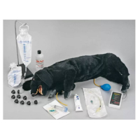 Mannequin de chien CPR avec accessoires