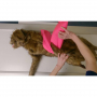 /simulateurs-de-soins-veterinaires/mannequin-de-chien-pour-l-apprentissage-du-positionnement-veterinaire-p-4002909.2-600x600.jpg