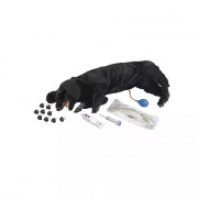 Mannequin de chien pour la simulation de réanimation cardio-pulmonaire (RCP)